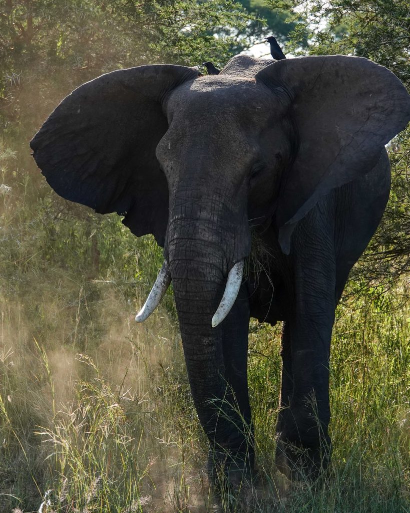 An elephant can be seen upclose in Murchison Falls during one of our big five safaris