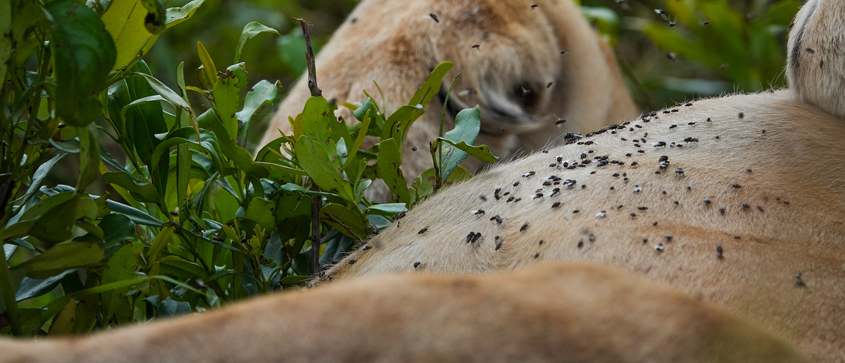 A lion lying on her back and covered in flies in Masai Mara National Reserve