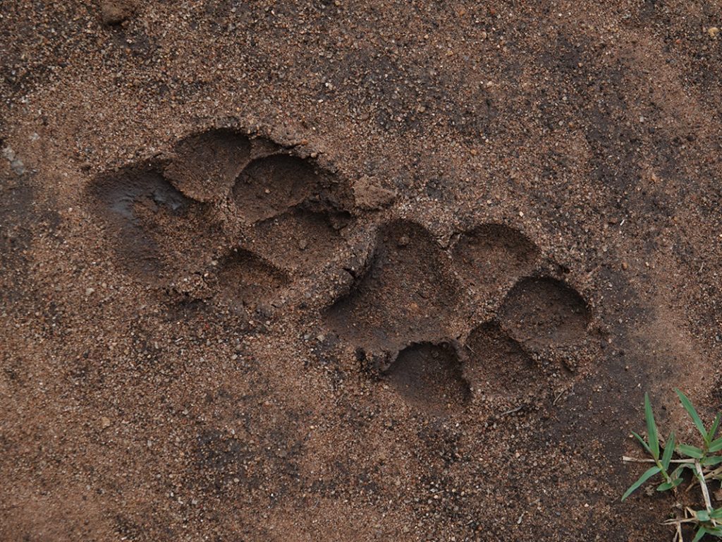 Footprints of a lion are signs they are around
