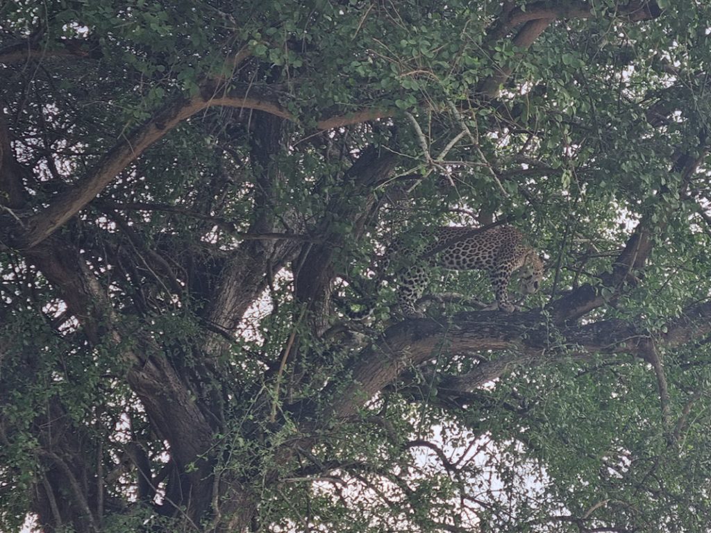 A leopard in the tree makes it hard to see it on a big five safari with Elgon Safaris Uganda