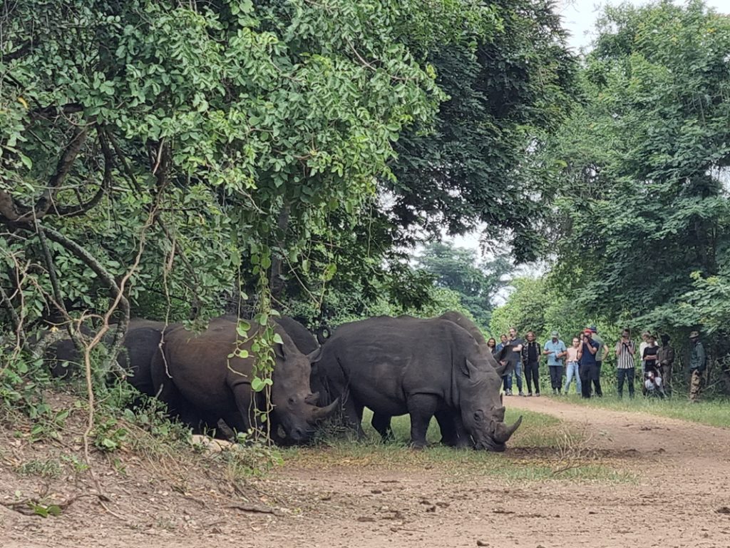 Tourist can see Rhinos during a walking tour in Ziwa Rhino Sanctuary